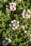 Thymian