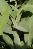 Salbei