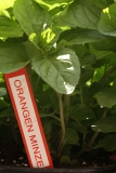 Oregano